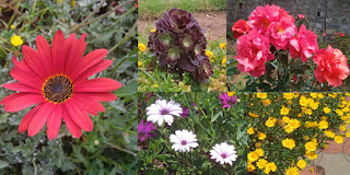 Rose Garden Flowers Rose Varieties in Kodaikanal rose garden
