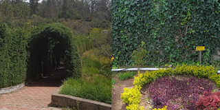 Rose Garden Kodaikanal 2023 - Photography, Flower Lover's, History, Entry Fees government rose garden kodaikanal