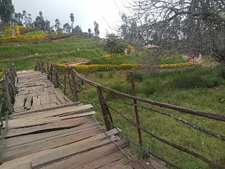 Rose Garden Kodaikanal - government rose garden , kodaikanal photos rose garden kodaikanal photos