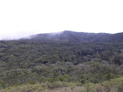 Forest road leading to Mathikettan Solai herbal forest, Kodaikanal