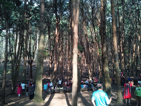 Pine Forest Kodaikanal